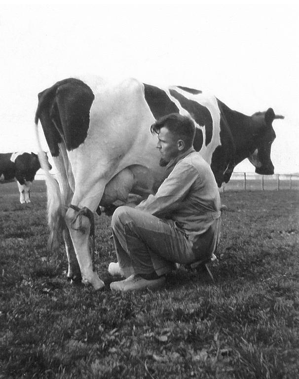 johannes prins (1915-1976) uit kampen melkt een koe